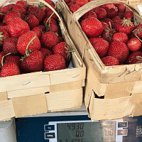 U východu vám jahody zváží. Zdroj: Hana Malénková, Toprecepty