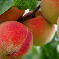 Letní ovoce Zdroj: Pixabay, Flockine
