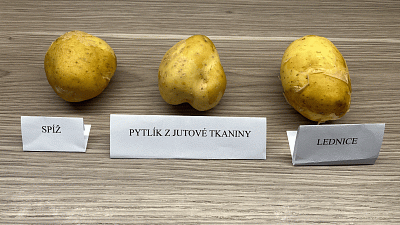 Brambory jsme průběžně fotografovali od 20. července do 3. srpna. Snímek z 20.7. Zdroj: Vilém Besser / Toprecepty.cz