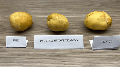 Brambory jsme průběžně fotografovali od 20. července do 3. srpna. Snímek z 22.7. Zdroj: Vilém Besser / Toprecepty.cz