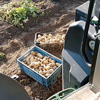 Sklízení brambor na Farmě Pech. Zdroj: Se svolením Farmy Pech