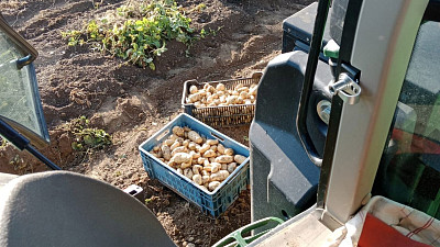 Sklízení brambor na Farmě Pech. Zdroj: Se svolením Farmy Pech