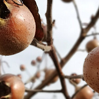 Mišpule Zdroj: Unsplash, Filip Filipovič