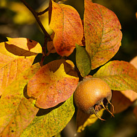 Mišpule Zdroj: Unsplash, Siala