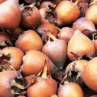 Mišpule Zdroj: Unsplash, SP2Zsolt