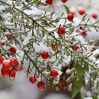 Zima v přírodě Zdroj: Pixabay, Annette Meyer