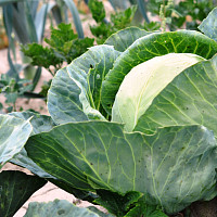 Zelenina na zahradě Zdroj: Pixabay, Urszula