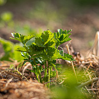 Celer - pěstování Zdroj: Pixabay, Andreas Gollner