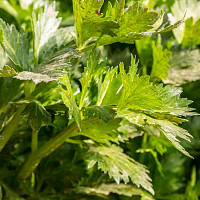 Celer - pěstování Zdroj: Pixabay, Eric Chen
