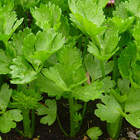 Celer - pěstování Zdroj: Pixabay, Virginie