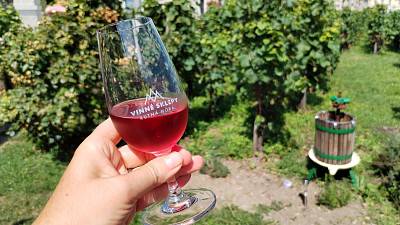 Vinice u chrámu svaté Barbory Zdroj: Hana Malénková, Toprecepty