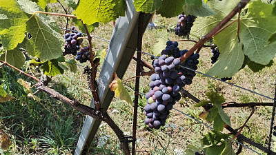 Na vinicích pěstují různé odrůdy. Zdroj: Hana Malénková, Toprecepty