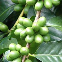 Kávové třešně Arabica Zdroj: CC BY-SA 3.0, https://commons.wikimedia.org/w/index.php?curid=131704