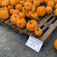 Stále více čechů na Halloween vydlabává dýni. Zdroj: Toprecepty, Lukáš Mynařík