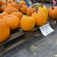 Okrasné dýně hokaido jsou symbolem Halloweenu. Zdroj: Toprecepty, Lukáš Mynařík