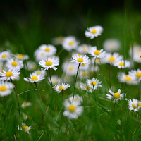 Tráva Zdroj: Pixabay, Kareni