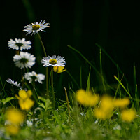 Tráva Zdroj: Pixabay, Aszak
