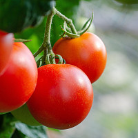 Plodová zelenina Zdroj: Pixabay, Katharina N.