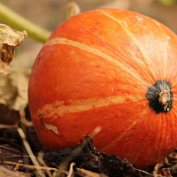 Dýně Zdroj: Pixabay, NoName 13