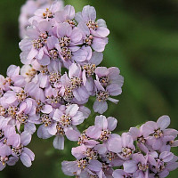 Řebříček obecný Zdroj: Pixabay, chelovekpoddojdem