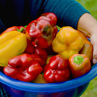 Paprika Zdroj: Pixabay, Evgeniy Akimenko