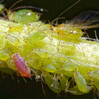 Pěstování Zdroj: Pixabay, Kees Koertshuis