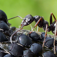 Pěstování Zdroj: Pixabay, Jacky Barrit