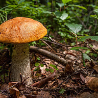Proč se loupou houby Zdroj: Pixabay, Pawel_Litwin