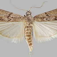 Zavíječ moučný Zdroj: commons.wikimedia.org, Pekka Malinen, Luomus