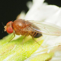 Octomilka Zdroj: commons.wikimedia.org, Katja Schulz