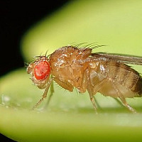 Octomilka Zdroj: commons.wikimedia.org, Alexis