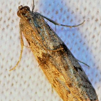Potravinový mol Zdroj: commons.wikimedia.org, Andy Reago a Chrissy McClarren