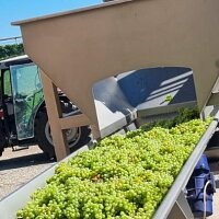 Sklizeň vína a sezona burčáku jsou tu. Zdroj: se souhlasem Vinné sklepy Valtice