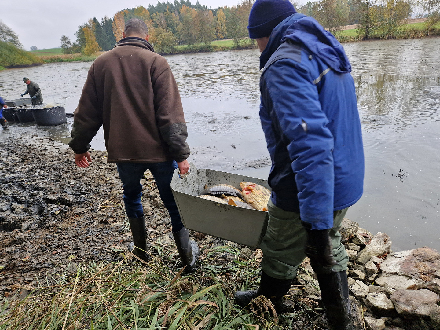 Výlovy rybníků 2025: Pro čerstvé ryby, na kapří hranolky nebo rybí polévku se můžete vydat nejen na Třeboňsko