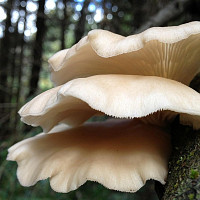 Houby Zdroj: Pixabay, NatureFriend