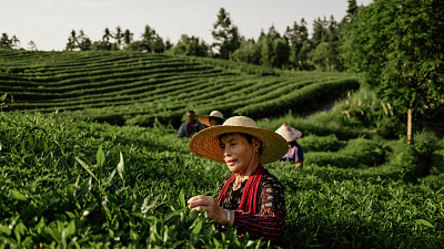 Ten nejkvalitnější zelený čaj pochází ze Zlatého trojúhelníku v Číně. Zdroj: Ahmad Tea se souhlasem