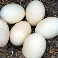 Vejce Zdroj: Pixabay, gayleenfroese2