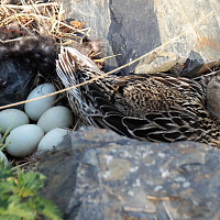 Vejce Zdroj: Pixabay, ivabalk