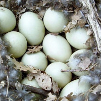 Vejce Zdroj: Pixabay, ivabalk