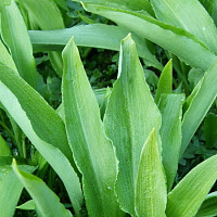 Jak sbírat medvědí česnek Zdroj: Toprecepty