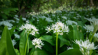 Květy česneku medvědího Zdroj: Freepik