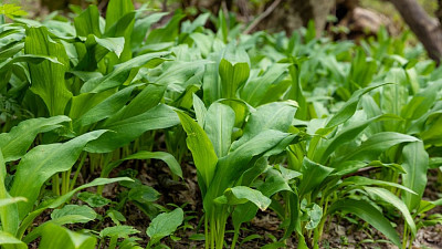 Listy medvědího česneku Zdroj: Freepik