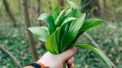 Natrhané lisy medvědího česneku Zdroj: Freepik