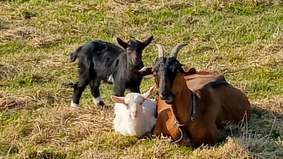 Spokojená kozí rodina Zdroj: Martina Pilzová