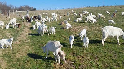 Denní ranní rituál - vyhánění zvířat na pastvu Zdroj: Radovan Brindzák