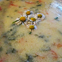 jarní polévky Zdroj: Toprecepty