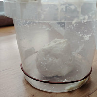 Kvásek Zdroj: Iva Jechová