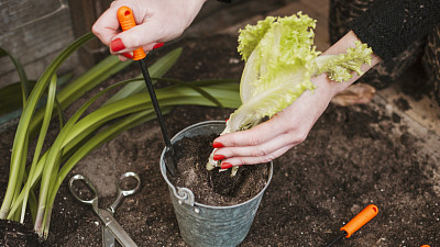 Pěstování salátu Zdroj: Freepik