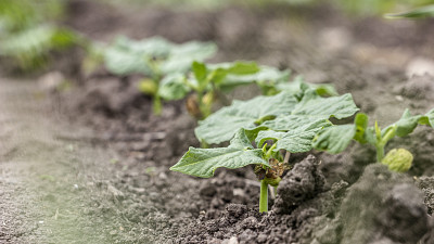 Mladé listy brambor Zdroj: Freepik