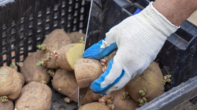 Příprava naklíčených brambor na sadbu Zdroj: Freepik